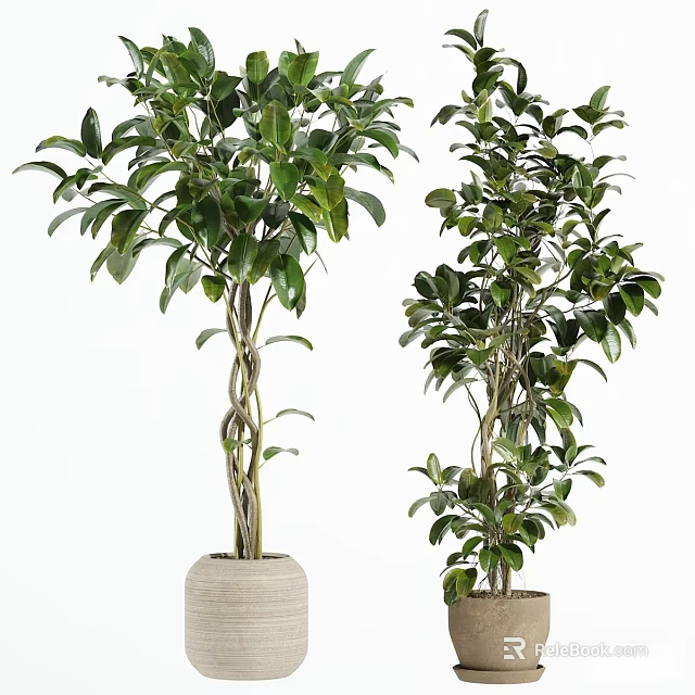 Lush Green Bonsai Potted Plants With Twisted Trunks And Ceramic Pots 3d model 