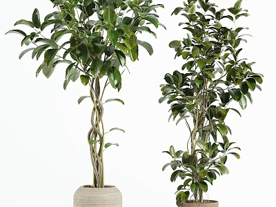 Lush Green Bonsai Potted Plants With Twisted Trunks And Ceramic Pots 3d model