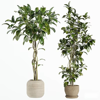 Lush Green Bonsai Potted Plants With Twisted Trunks And Ceramic Pots 3d model