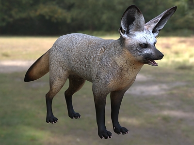 Big Ear Fox Animal Creatures 3d model