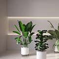Indoor Bonsai Potted Plants With Various Green Leaves In White Decorative Pots
