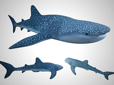 Whale Shark 3d model