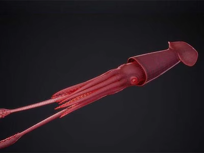 Giant Squid Modern Squid 3d model Giant Squid Modern Squid 3d model