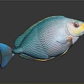 Colorful Turquoise Fish With Fine Patterns Blue Fins Tail Yellow Red Head Gray Background Reflection