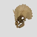 Triceratops Skull Fossil With Prominent Horns And Detailed Skeletal Structure On Neutral Background