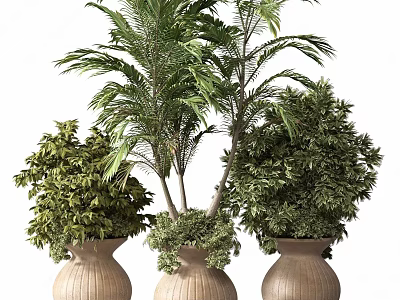 Decorative Indoor Potted Plants with Various Green Foliage in Terracotta Vases 3d model