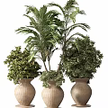 Decorative Indoor Potted Plants with Various Green Foliage in Terracotta Vases