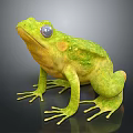 Realistic Green Frog With Large Eyes Smooth Skin On Black Reflective Surface