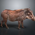 Warthog With Brown Fur Mane And Tusks In Detailed Standing Posture On Gray Background