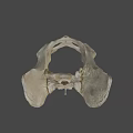 Anatomical Structure Of Light Colored Animal Pelvis Skeleton On Dark Background