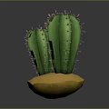 Two Green Spiky Cactus Plants Growing On Yellow Sandy Base With Gray Background 3d model