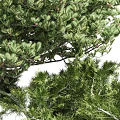 Lush Green Arbor With Dense Foliage Strong Trunk And Natural Growth Shape