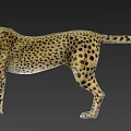 Standing Cheetah With Spotted Fur Pattern And Natural Wildlife Features 3d model
