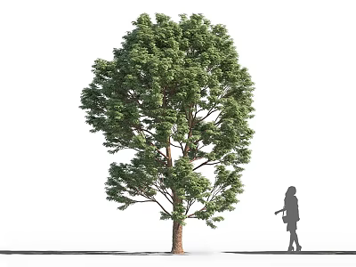Tall Arbor Tree With Lush Green Foliage Standing Beside Girl Silhouette On Ground 3d model