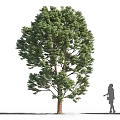 Tall Arbor Tree With Lush Green Foliage Standing Beside Girl Silhouette On Ground
