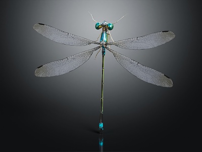 modern dragonfly thin-winged dragonfly lexian dragonfly 3d model