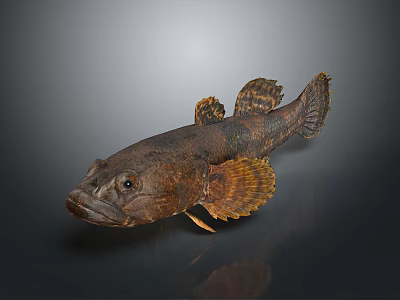 Dark Spotted Fish With Brown Fins And Textured Body On Gray Background 3d model