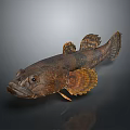 Dark Spotted Fish With Brown Fins And Textured Body On Gray Background