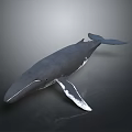 Realistic Blue Whale Swimming In Gray Background With Glossy