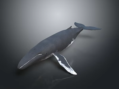 Realistic Blue Whale Swimming In Gray Background With Glossy 3d model