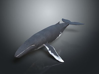 whale cartoon whale mammal marine mammal marine animal fish freshwater fish marine fish 3d model