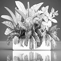 Different Types of Green Tropical Plants In Brown Planter With Lush Foliage