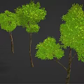 Green Trees with Different Shapes Brown Trunks and Lush Green Leaves