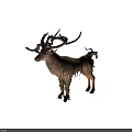 Artistic Deer Sculpture with Body Made of Branches Vines and Intricate Antlers