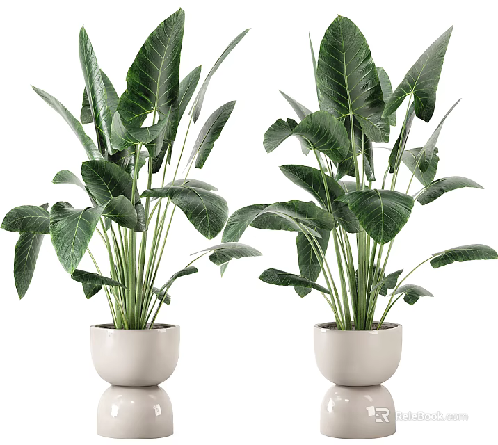 Lush Indoor Potted Plants with Large Green Leaves in White Ceramic Planters 3d model 