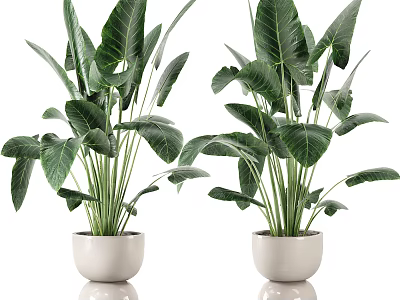 Lush Indoor Potted Plants with Large Green Leaves in White Ceramic Planters 3d model