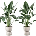 Lush Indoor Potted Plants with Large Green Leaves in White Ceramic Planters