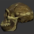 Medical Device Skull Model For Anatomical Teaching And Orthopedic Training