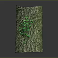 Green Vines Plant Growing On Tree Stump With Natural Bark Texture