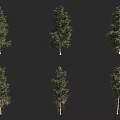 Six Different Arbor Varieties With Distinct Foliage Shapes On Black Background