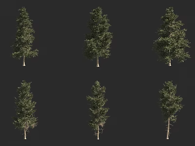 Six Different Arbor Varieties With Distinct Foliage Shapes On Black Background 3d model