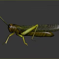 Modern grasshopper insect cartoon locust 3d model