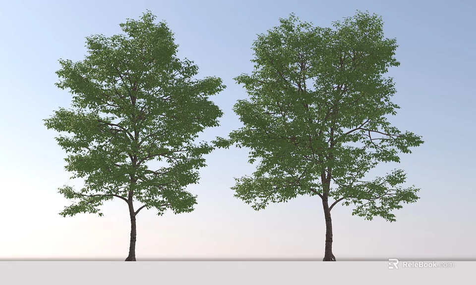 Green Leafy Trees With Dense Foliage And Straight Trunks Against Blue Sky 3d model