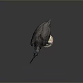 Black Bird With Blue Eyes Red Throat And Long Beak Standing On White Base