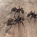 Reptiles Crawling On Natural Wooden Floor Surface