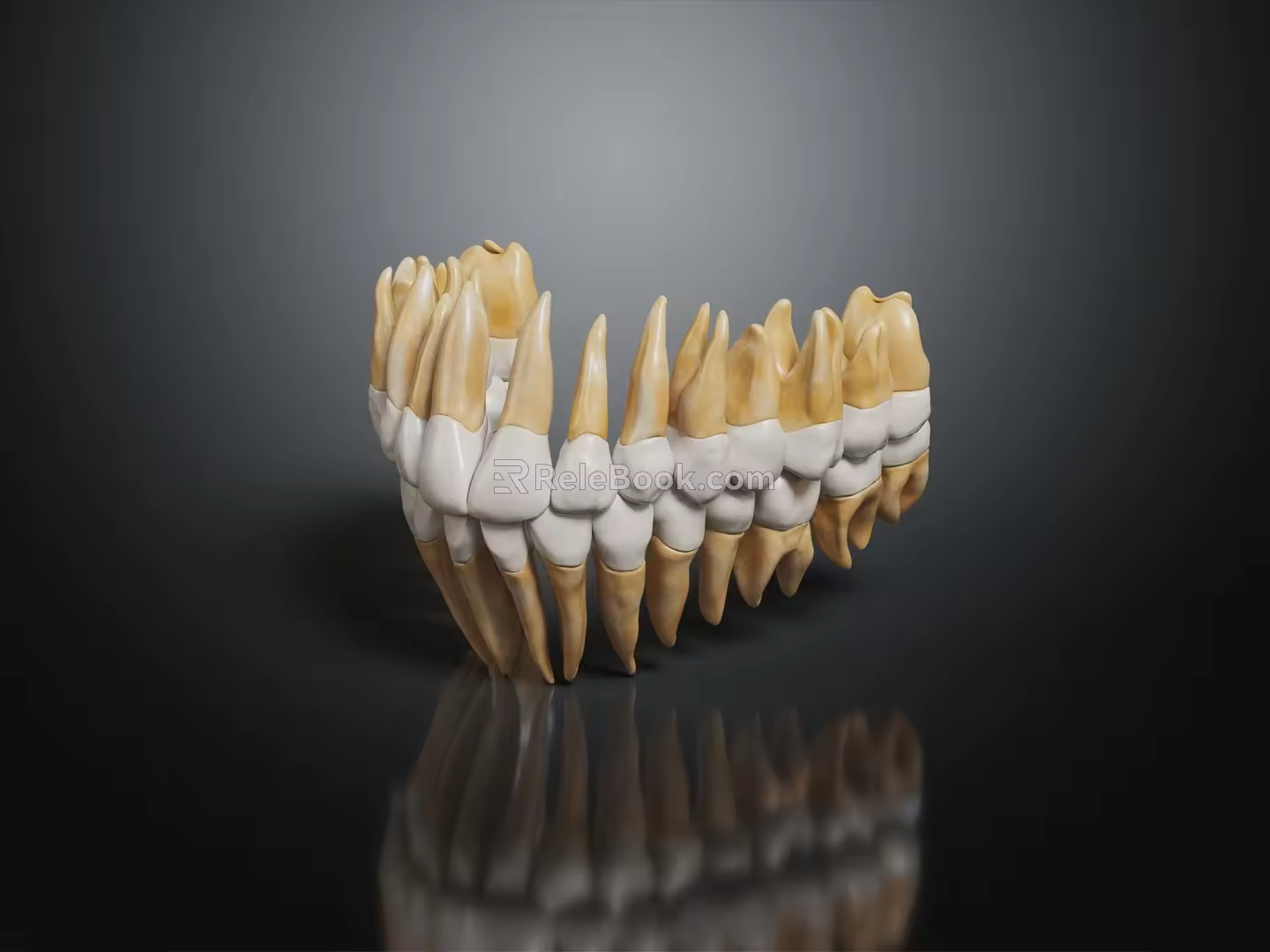 Modern tooth root 3d model