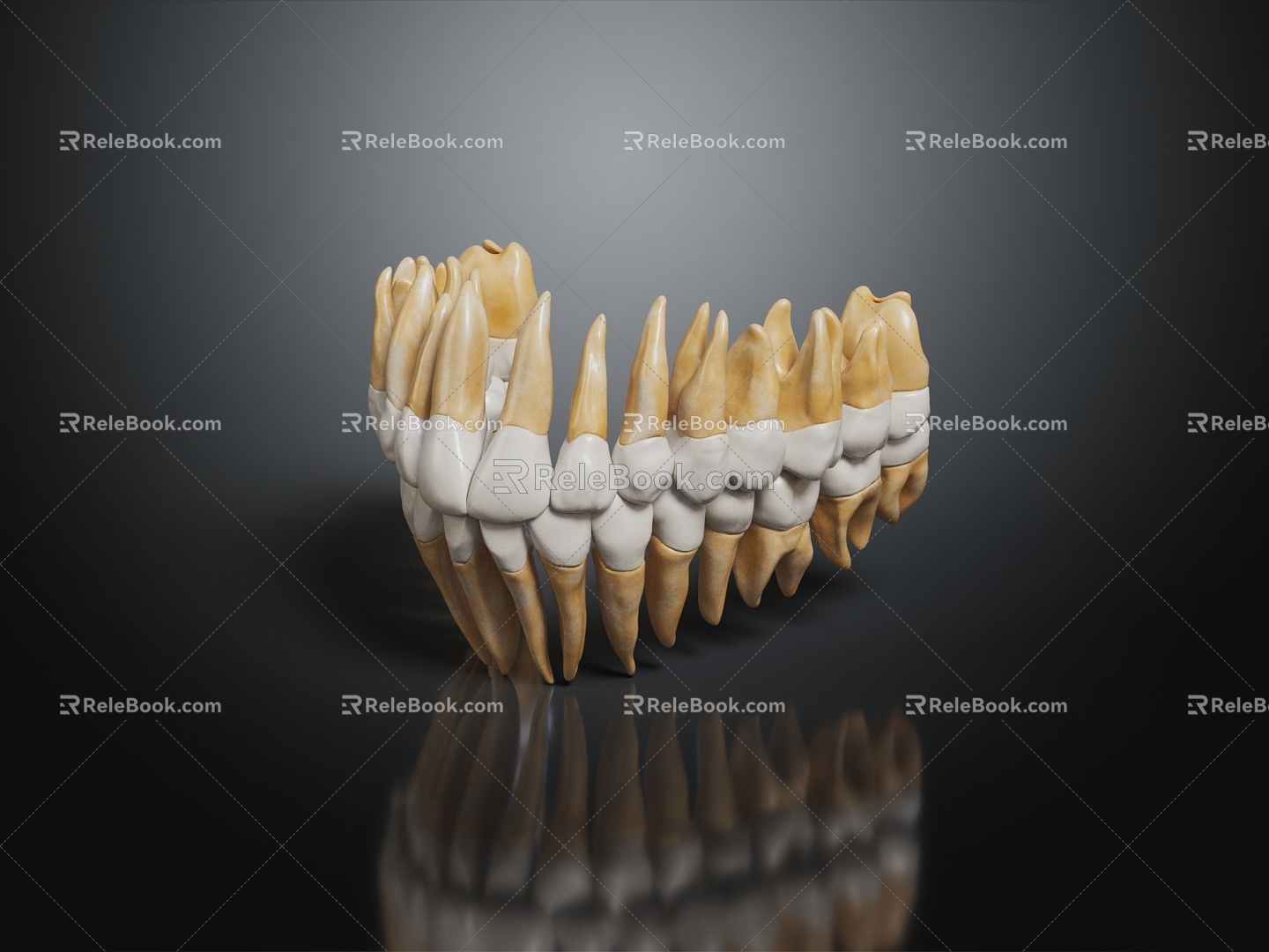 Modern tooth root 3d model