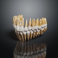 Modern tooth root 3d model