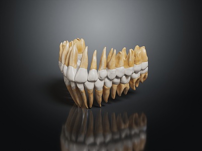 Modern tooth root 3d model