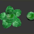 Fresh Green Cabbage with Leafy Outer Layers and Whole Round Head