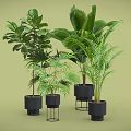 Indoor Potted Green Plants With Various Black Pots And Metal Stands