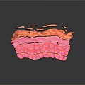 Medical Device 3D Visualization Of Skin Tissue Section With Multilayer Cellular Structure 3d model