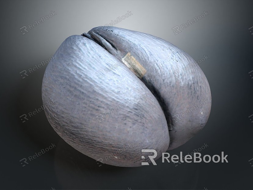 Coconut Fruit Tropical Fruit Fresh Fruit Realistic model