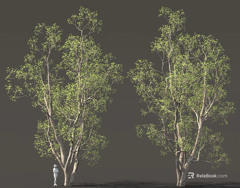 Two Tall Green Leafy Trees With Thick Trunks And Lush Foliage 3d model 