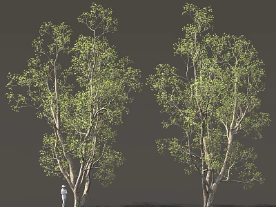 Two Tall Green Leafy Trees With Thick Trunks And Lush Foliage 3d model