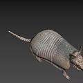 Realistic Armadillo With Hard Armored Shell And Scaly Texture On Pink Background 3d model